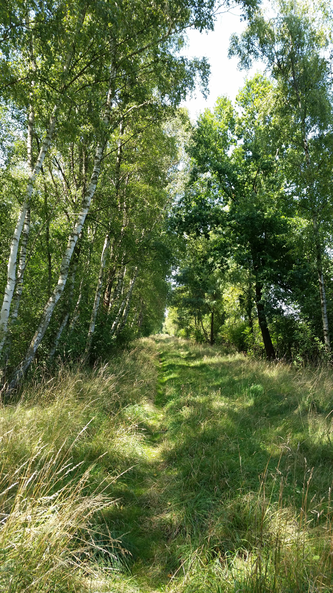 Hohes Gras auf dem Moorweg